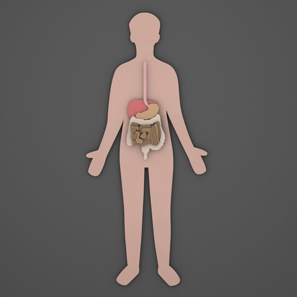 johnbloor digestion 9578334 1920